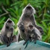 Hulman stribrny - Trachypithecus cristatus - Silvered leaf monkey or Silvery langur o9059